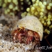 crab_hermit_res_h_0705_png0095.jpg